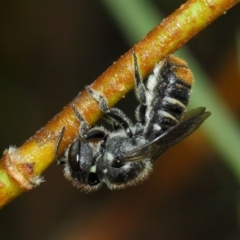 Megachile (Hackeriapis) oblonga at Evatt, ACT - 23 Dec 2017