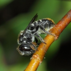 Megachile (Hackeriapis) oblonga at Evatt, ACT - 23 Dec 2017