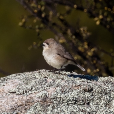 Aphelocephala leucopsis (Southern Whiteface) at Tharwa, ACT - 28 Jul 2019 by rawshorty