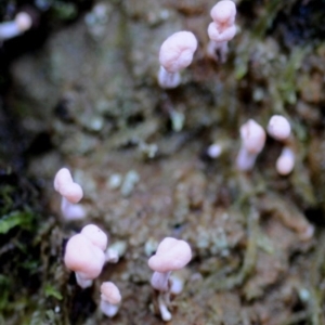 Dibaeis arcuata at Bodalla, NSW - 18 Jun 2012 12:00 AM