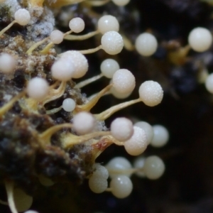 Nannengaella globulifera at Box Cutting Rainforest Walk - 1 Mar 2011