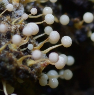 Nannengaella globulifera at Box Cutting Rainforest Walk - 1 Mar 2011 by Teresa