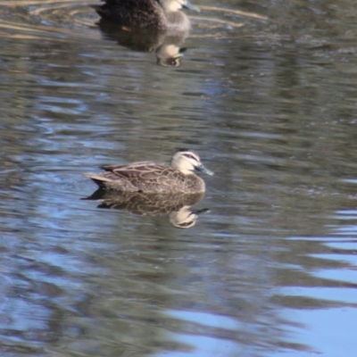 Anas superciliosa (Pacific Black Duck) at Gundaroo, NSW - 26 Jun 2019 by Gunyijan