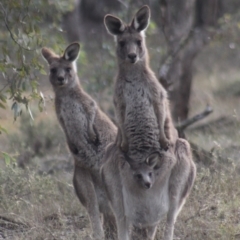 Macropus giganteus (Eastern Grey Kangaroo) at Gundaroo, NSW - 23 Jun 2019 by Gunyijan