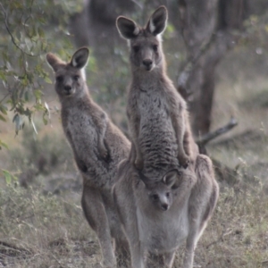 Macropus giganteus at Gundaroo, NSW - 23 Jun 2019 11:58 AM