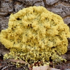 Fuligo septica (Scrambled egg slime) at Dalmeny, NSW - 17 Feb 2019 by Teresa