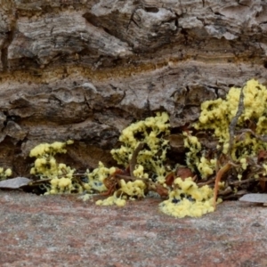 Fuligo septica at Dalmeny, NSW - 17 Feb 2019