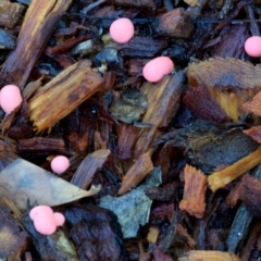 Lycogala epidendrum (Complex) (Wolf's milk) at Dalmeny, NSW - 9 Feb 2019 by Teresa