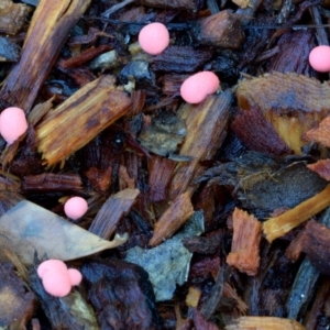 Lycogala epidendrum (Complex) at Dalmeny, NSW - 9 Feb 2019 12:00 AM