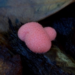 Lycogala epidendrum (Complex) at Dalmeny, NSW - 9 Feb 2019