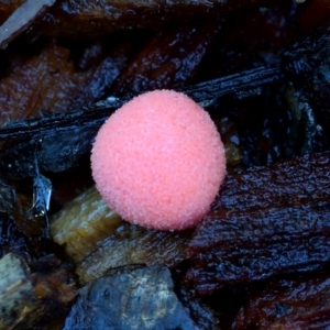 Lycogala epidendrum (Complex) at Dalmeny, NSW - 9 Feb 2019