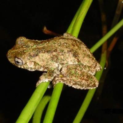 Litoria peronii (Peron's Tree Frog, Emerald Spotted Tree Frog) at Tewantin, QLD - 11 Dec 2004 by JoanH