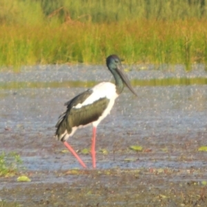 Ephippiorhynchus asiaticus at Lake MacDonald, QLD - suppressed