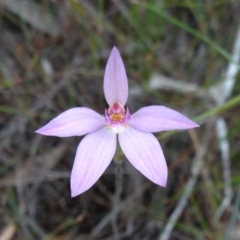 Caladenia carnea (Pink Fingers) at Noosa North Shore, QLD - 1 Aug 2016 by JoanH