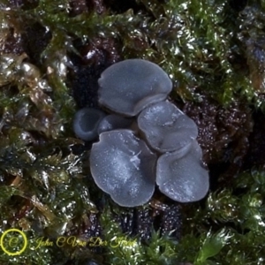 Mollisia sp. at Box Cutting Rainforest Walk - 29 Jul 2019