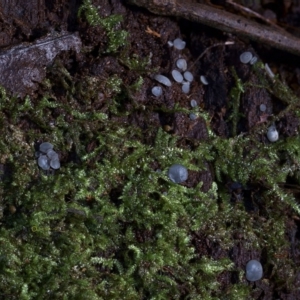 Mollisia sp. at Box Cutting Rainforest Walk - 29 Jul 2019