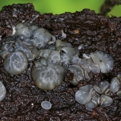 Mollisia sp. at Box Cutting Rainforest Walk - 29 Jul 2019