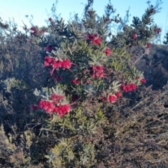 Grevillea lanigera (Woolly Grevillea) at Yass River, NSW - 16 Jul 2019 by SenexRugosus