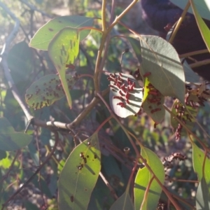 Apiomorpha sp. (genus) at Yass River, NSW - 16 Jul 2019