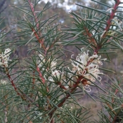 Hakea decurrens subsp. decurrens (Bushy Needlewood) at Yass River, NSW - 21 Jul 2019 by SenexRugosus