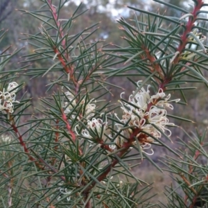 Hakea decurrens subsp. decurrens at Yass River, NSW - 21 Jul 2019