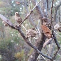 Hakea decurrens subsp. decurrens at Yass River, NSW - 21 Jul 2019