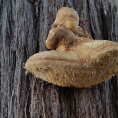 Laetiporus portentosus (White Punk) at Rugosa - 7 Jun 2019 by SenexRugosus