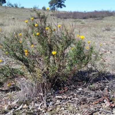 Xerochrysum viscosum (Sticky Everlasting) at Rugosa - 4 May 2019 by SenexRugosus