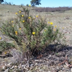 Xerochrysum viscosum (Sticky Everlasting) at Yass River, NSW - 4 May 2019 by SenexRugosus