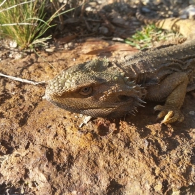 Pogona barbata (Eastern Bearded Dragon) at Yass River, NSW - 25 Apr 2019 by SenexRugosus