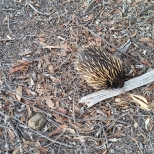 Tachyglossus aculeatus at Yass River, NSW - 22 Apr 2019 03:49 PM