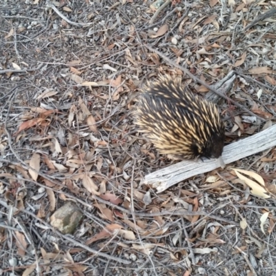 Tachyglossus aculeatus (Short-beaked Echidna) at Yass River, NSW - 22 Apr 2019 by SenexRugosus