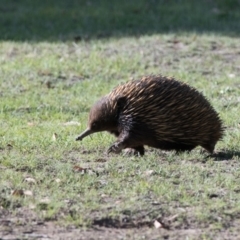 Tachyglossus aculeatus (Short-beaked Echidna) at Penrose - 30 Oct 2018 by NigeHartley