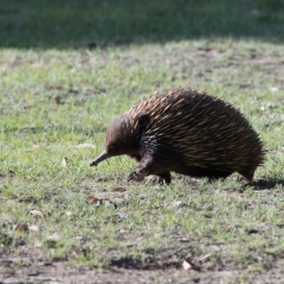 Tachyglossus aculeatus (Short-beaked Echidna) at Wingecarribee Local Government Area - 30 Oct 2018 by NigeHartley