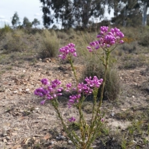 Comesperma ericinum at Yass River, NSW - 9 Nov 2018