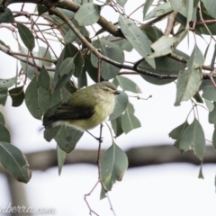 Smicrornis brevirostris (Weebill) at Deakin, ACT - 20 Jul 2019 by JonSteinbeck