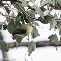 Smicrornis brevirostris (Weebill) at Red Hill Nature Reserve - 19 Jul 2019 by BIrdsinCanberra