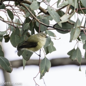 Smicrornis brevirostris at Deakin, ACT - 20 Jul 2019