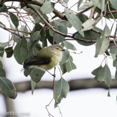 Smicrornis brevirostris (Weebill) at Deakin, ACT - 20 Jul 2019 by BIrdsinCanberra