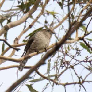 Chrysococcyx lucidus at Penrose, NSW - 3 Feb 2017