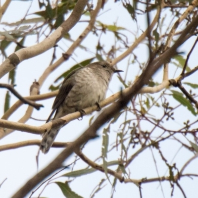 Chrysococcyx lucidus (Shining Bronze-Cuckoo) at Wingecarribee Local Government Area - 3 Feb 2017 by NigeHartley