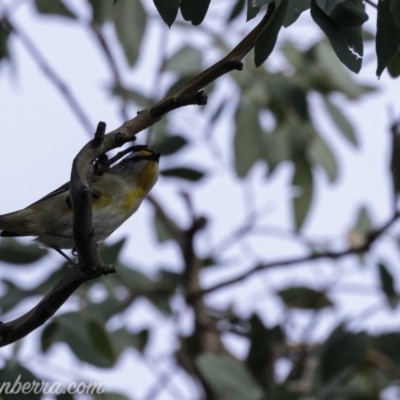 Pardalotus striatus (Striated Pardalote) at Deakin, ACT - 20 Jul 2019 by JonSteinbeck