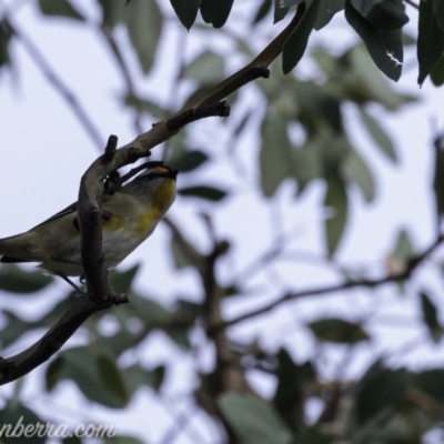 Pardalotus striatus (Striated Pardalote) at Red Hill Nature Reserve - 20 Jul 2019 by BIrdsinCanberra