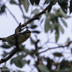 Pardalotus striatus at Deakin, ACT - 20 Jul 2019 08:36 AM