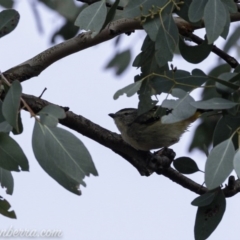 Pardalotus punctatus (Spotted Pardalote) at Deakin, ACT - 20 Jul 2019 by JonSteinbeck