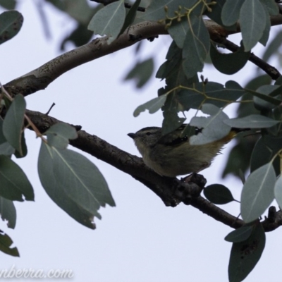 Pardalotus punctatus (Spotted Pardalote) at Deakin, ACT - 20 Jul 2019 by JonSteinbeck