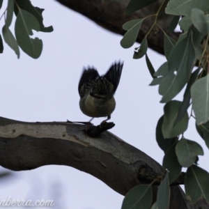 Pardalotus punctatus at Deakin, ACT - 20 Jul 2019