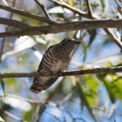 Chrysococcyx lucidus (Shining Bronze-Cuckoo) at Penrose, NSW - 10 Mar 2018 by NigeHartley