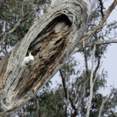 Cacatua galerita (Sulphur-crested Cockatoo) at Deakin, ACT - 19 Jul 2019 by BIrdsinCanberra