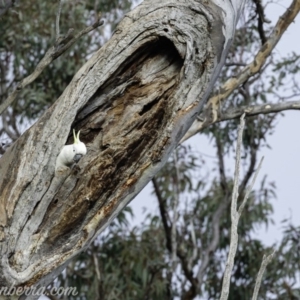 Cacatua galerita at Deakin, ACT - 20 Jul 2019